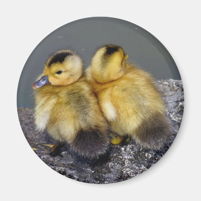 Imã Batata-frita (Frente)