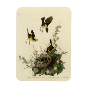 Ímã Bate-papo de cor amarela - Aves da América de Audu