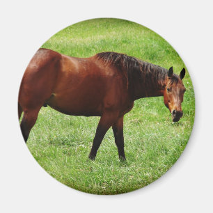 Imã Bay Horse