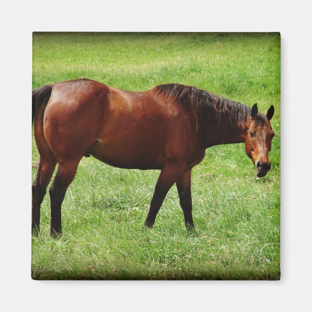 Imã Bay Horse (Frente)