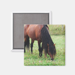 Imã Bay Pony, Cavalo, Magneta Grazing