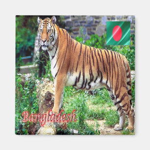 Imã BD - Bangladesh - O Tigre Real do Bengala