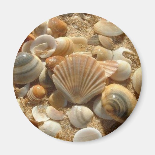 Imã Beach Shells Magnet (Frente)