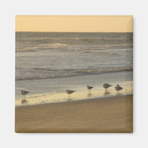Imã Beach Terns Birds Sunrise Ocean Photoics