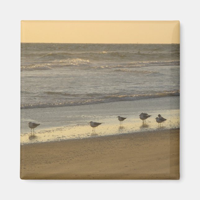 Imã Beach Terns Birds Sunrise Ocean Photoics (Frente)