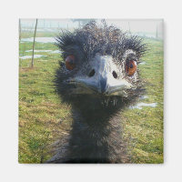 Beady Eyes EMU