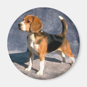 Imã beagle
