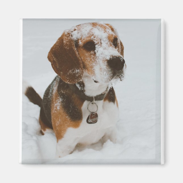 Imã beagle (Frente)