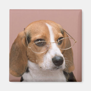 Imã Beagle