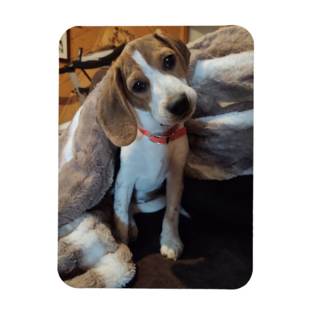 Ímã Beagle Cuja proteção é feita com íman flexível em  (Vertical)