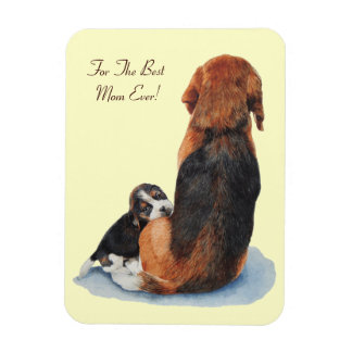 Ímã beagle muito fofinho amassando mãe