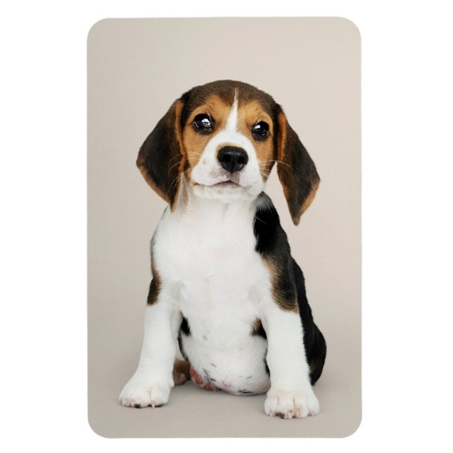 Ímã Beagle Puppy, Tão Bonita (Vertical)
