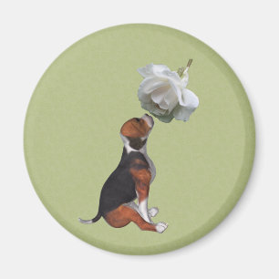 Imã Beagle Puppy White Rose Magnet