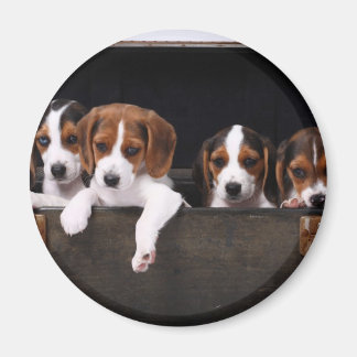 Imã Beagles