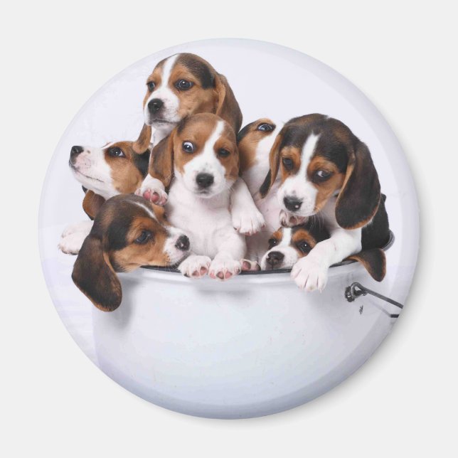 Imã Beagles no Balde (Frente)