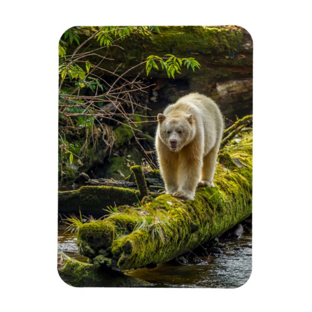 Ímã Bear Espírito Branco | Colúmbia Britânica, Canadá (Vertical)