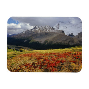 Ímã Bearberry no início do outono, Athabasca, no pico
