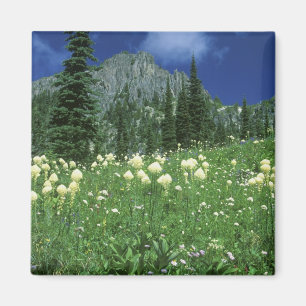 Imã Beargrass no lago Eunice, Mt. Rainier NP, WA,