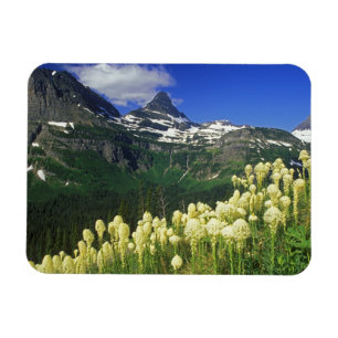 Ímã Beargrass no Logan Pass no Parque Nacional Glacier