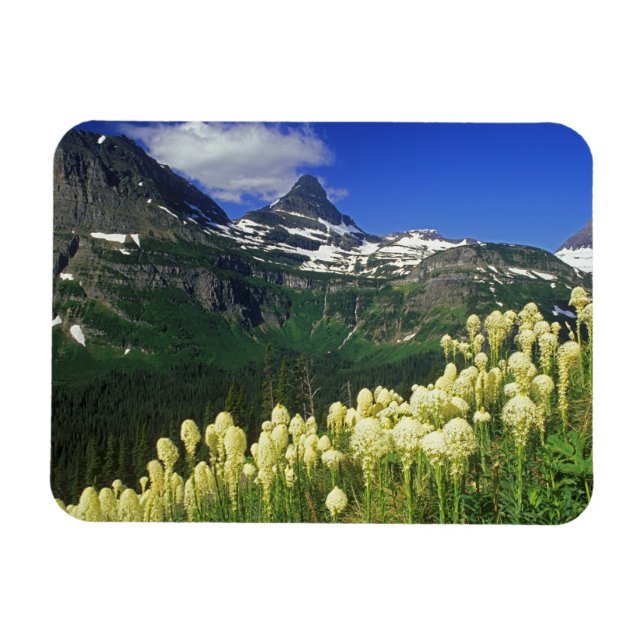 Ímã Beargrass no Logan Pass no Parque Nacional Glacier (Horizontal)