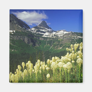 Imã Beargrass no Logan Pass no Parque Nacional Glacier