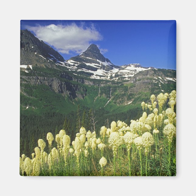 Imã Beargrass no Logan Pass no Parque Nacional Glacier (Frente)