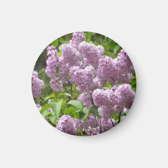 Imã Beautiful Lilac Bush- (Frente)