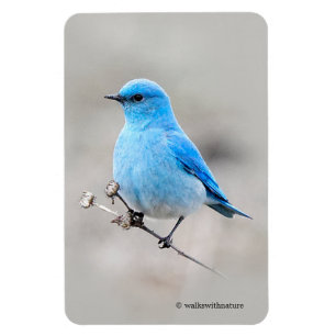Ímã Beautiful Mountain Bluebird