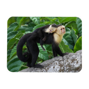 Ímã Bebê adulto do carregando do macaco do Capuchin e