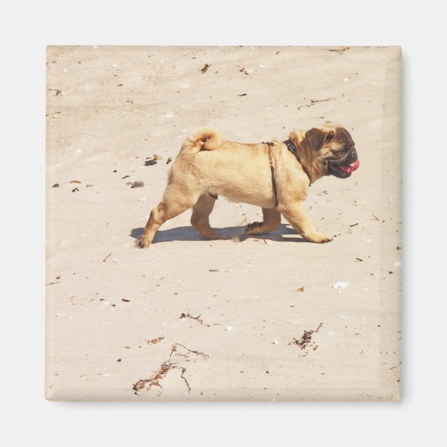 Imã bebê cachorro pequeno brincando no verão (Frente)