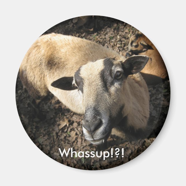 Imã Bebê da Fazenda do Carvalho Negro (Frente)