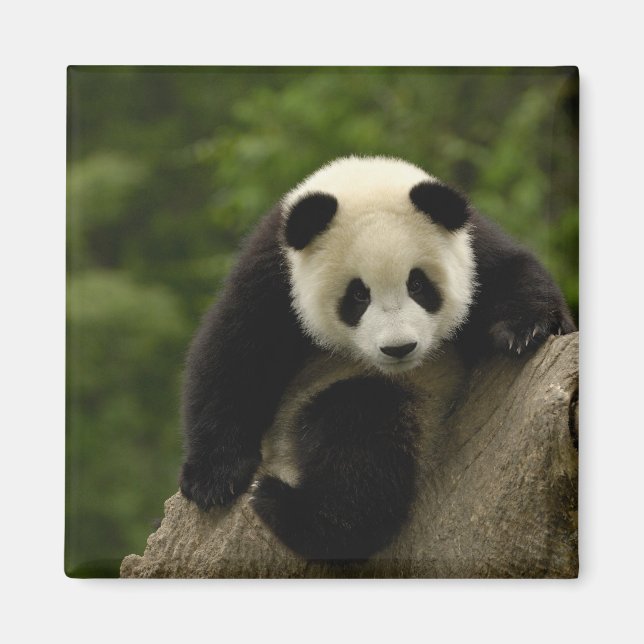 Imã bebê de panda gigante (Frente)