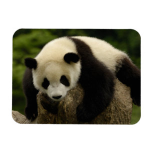 Ímã Bebê de panda gigante (Ailuropoda melanoleuca)