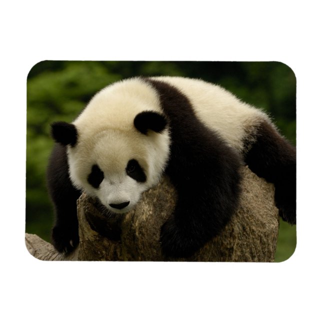 Ímã Bebê de panda gigante (Ailuropoda melanoleuca) (Horizontal)