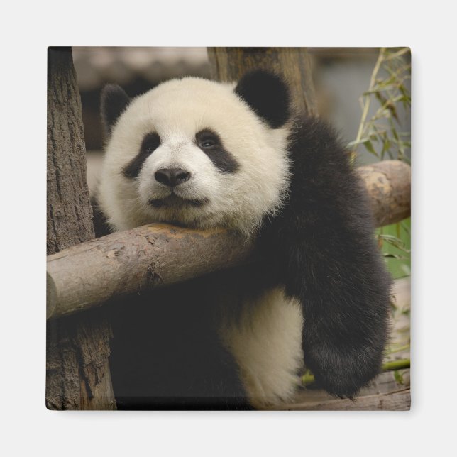 Imã Bebê de panda gigante (Ailuropoda melanoleuca) (Frente)