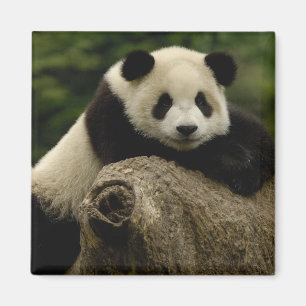 Imã bebê de panda gigante (Ailuropoda melanoleuca)