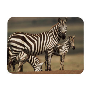 Ímã Bebê de zebra-da-planície com a mãe