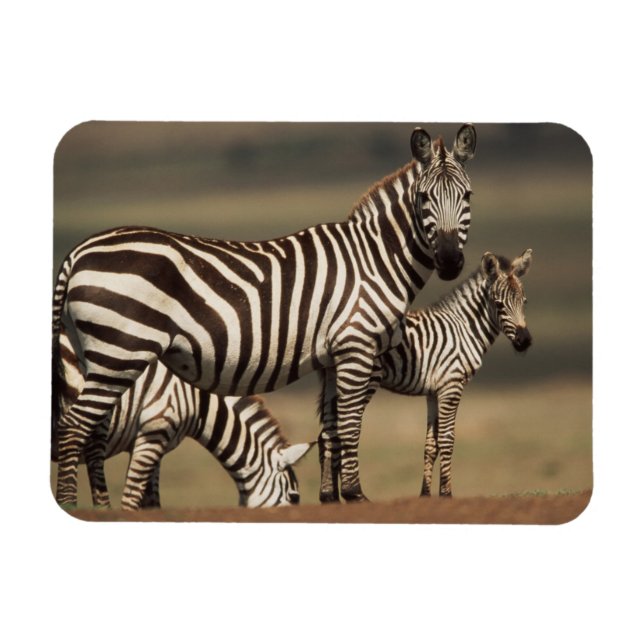 Ímã Bebê de zebra-da-planície com a mãe (Horizontal)