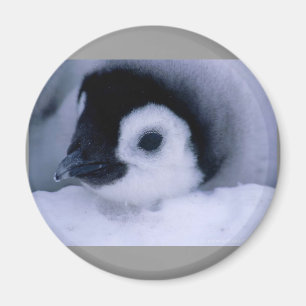 Imã bebê do pinguim