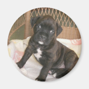 Imã Bebê do pugilista!