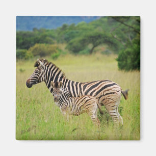 Imã Bebê e mamã da zebra