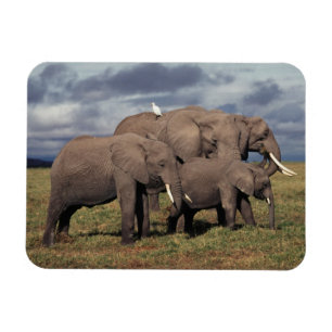Ímã Bebê Elefante Africano com família