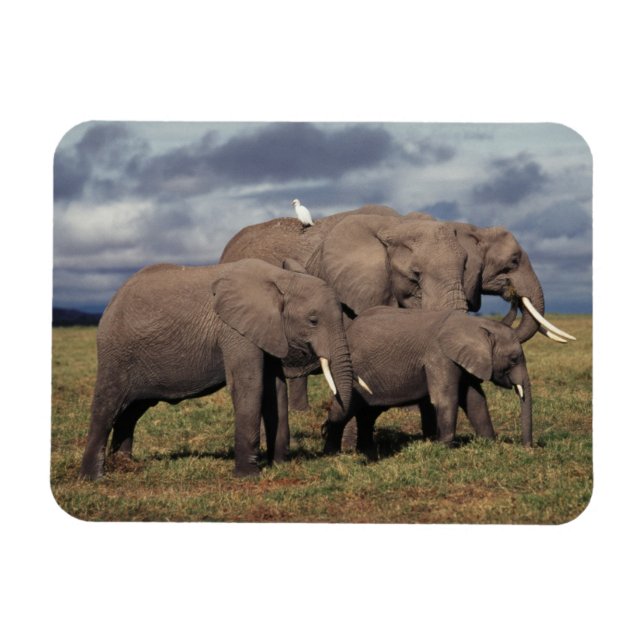 Ímã Bebê Elefante Africano com família (Horizontal)