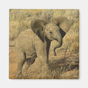 Imã Bebê Elefante Africano, Loxodonta Africana,