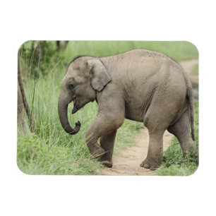 Ímã Bebê Elefante seguindo a mãe, Corbett