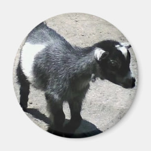 Imã Bebê goat na imagem do zoológico