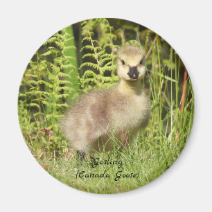 Imã Bebê Gosling Adorável (ganso canadá)