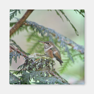 Imã Bebê Hummingbird Esticando Sua Língua