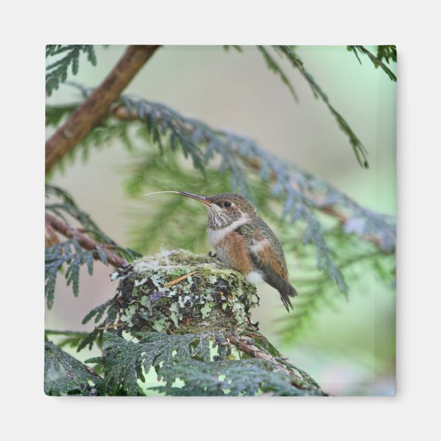 Imã Bebê Hummingbird Esticando Sua Língua (Frente)
