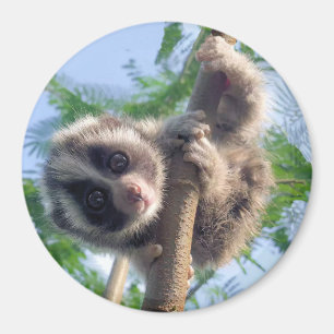 Imã Bebê Loris lento
